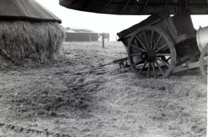 F01 Stortekaore bij boerderij de Zelst, 1963